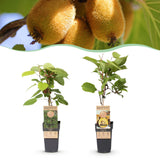 Green boutiQ - Fruitplant - Actinidia Weiki & Golden Kiwi - Kiwiplant - 1 Mannelijke - 1 Vrouwelijke - Planten - Geel - Pot 15cm - Hoogte 50cm