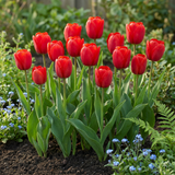 60x Tulipa Triumph Red - Triomftulp - Rood - Voorjaarsbloeier - Bolmaat 11/12