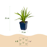 Green boutiQ - Vasteplant - Liatris Duo - Lampenpoetserplant - Bijen- en vlinderlokkers - Roze - Wit - 24 Planten - Pot 11cm - Hoogte 15-25cm