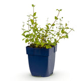 Green boutiQ - Vasteplant - Nepeta rac. Grog - Kattenkruid - Bijen- en vlinderlokkers - Blauw - 1 Plant - Pot 11cm - Hoogte 15-25cm