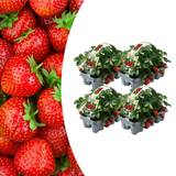 Aardbeien 6 pack (Fragaria) 100% biologisch 4x