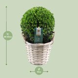 Ilex Crenata 'Jenny'® Ball Ø20cm P17 In Basket - Ø19cm - ↕40cm