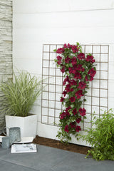 Clematis Nubia - Clematis Evison Rood - Ø15cm - ↕65cm - Ø15 - ↨65cm