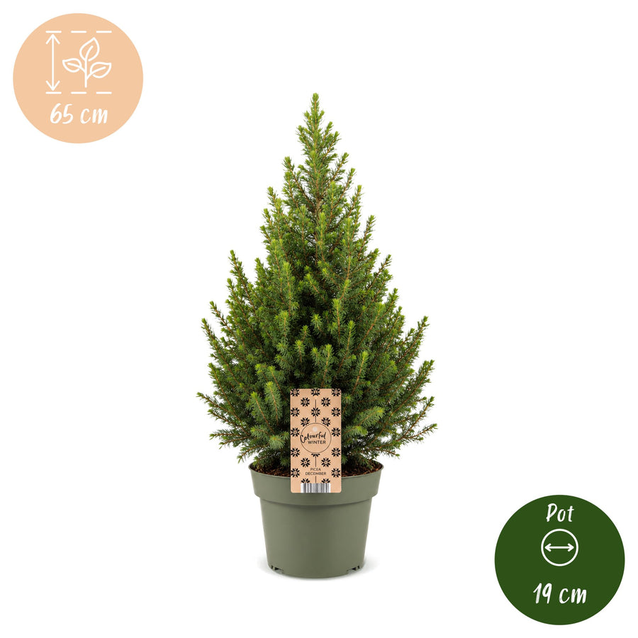 Kegelspar kerstboom – Pot Ø19 cm · 65 cm hoog (foto 5)