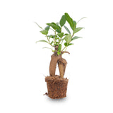 Ficus Ginseng bonsai - Microcarpa -Potmaat Ø 6 cm