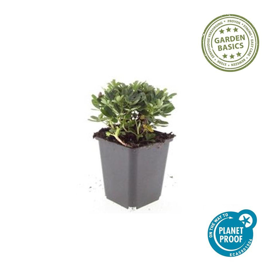 Potentilla tridentata 'Nuuk' – 60 planten · pot Ø9 cm · 10-25 cm hoog (foto 3)