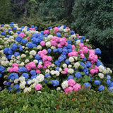 Green boutiQ - Hortensia - Hydrangea macrophylla Tricolour - Bloem Blauw, Roze en Wit- 3 Planten - Bladverliezend - Weinig Onderhoud - Pot 17cm Hoogte 30cm