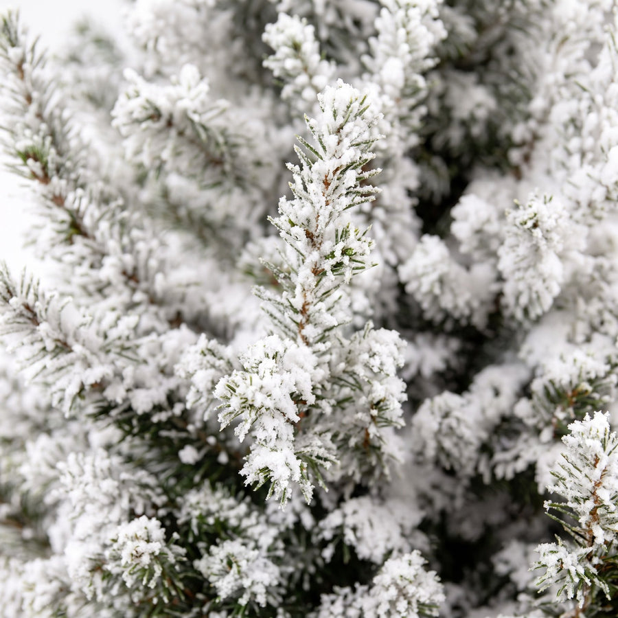 Kegelspar kerstboom besneeuwd – Pot Ø19 cm · 65 cm hoog (foto 4)
