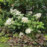 Green boutiQ - Pluim Hortensia - Hydrangea panniculata Wims Red - Bloem Wit Rood- 1 Plant - Bladverliezend - Grote Bloemen - Pot 17cm Hoogte 50cm