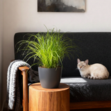 Green boutiQ - Kamerplant - Cyperus alternifolius Zumula - Kattengras - Huisdiervriendelijke Plant - Groen - 4 Planten - met Potter Grijs - Pot 12cm - Hoogte 20cm