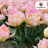 Tulpenbollen Password — roze dubbelbloemige tulp, 20 stuks (maat 11/12)