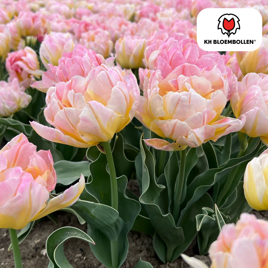 Tulpenbollen Password — roze dubbelbloemige tulp, 20 stuks (maat 11/12)