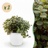 Green boutiQ - Kamerplant - Calissia repens - Kattengras - Huisdiervriendelijk - Groen - 2 Planten - met Potter Wit - Pot 12cm - Hoogte 17-20cm