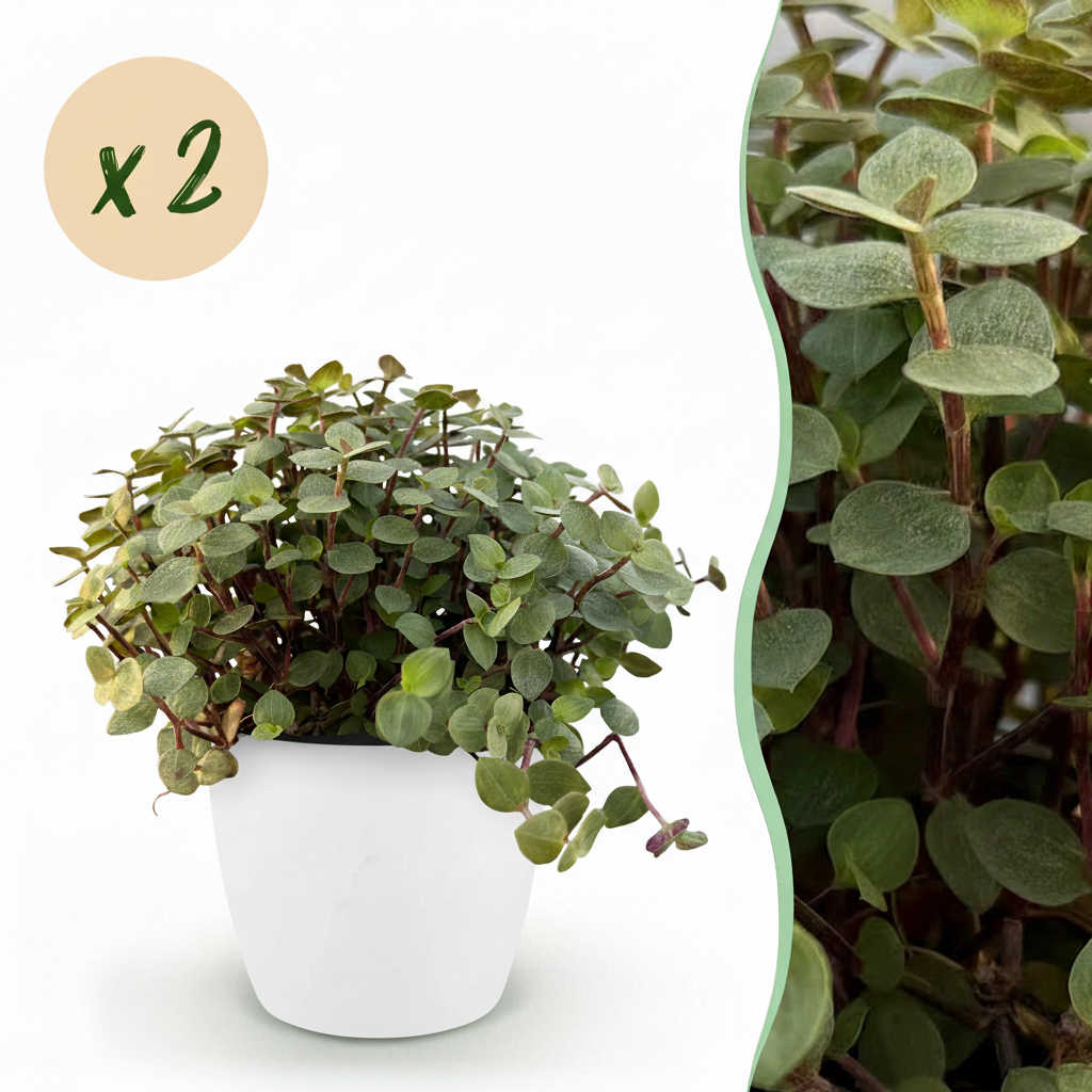 Green boutiQ - Kamerplant - Calissia repens - Kattengras - Huisdiervriendelijk - Groen - 2 Planten - met Potter Wit - Pot 12cm - Hoogte 17-20cm