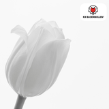 Tulpenbollen Catherina — zuiver witte tulp, 20 stuks (maat 11/12)