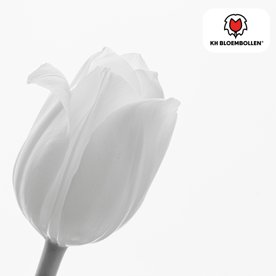 Tulpenbollen Catherina — zuiver witte tulp, 20 stuks (maat 11/12)