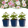 Green boutiQ - Vasteplant - Anemone Tricolour - Herfst Anemone - Schaduw - Donker Roze - Roze - Wit - 24 Planten - Pot 11cm - Hoogte 15-25cm
