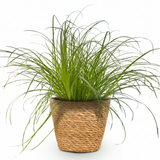 Green boutiQ - Kamerplant - Cyperus alternifolius Zumula - Kattengras - Huisdiervriendelijke Plant - Groen - 1 Plant - met Mand - Pot 12cm - Hoogte 20cm