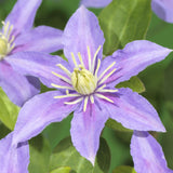 Green boutiQ - Klimplant - Clematis Justa - Bloem Licht Blauw - Weinig onderhoud -2 planten -Pot 11cm Hoogte 40cm