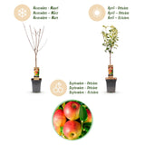 Green boutiQ - Fruitboom - Malus domestica Jonagold - Appelboom - Winterhard - Geel-Groene Appel - 1 Plant - Pot 21cm - Hoogte 90cm
