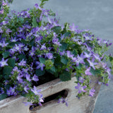 48x Campanula poscharskyana 'Stella' - ↕10-25cm - Ø9cm