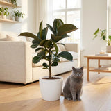 Green boutiQ - Kamerplant - Rubberplant - Ficus Elastica Cloe - Groen - Weinig onderhoud - 1 Plant - met Potter Wit - Pot 19cm - Hoogte 65cm