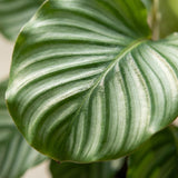 Calathea Orbifolia met Zeegras mand naturel - 65cm - Ø21