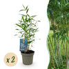 Green boutiQ - Bamboe - Fargesia Blue Dragon - Groen - 2 Planten - Bladhoudend - Niet Woekerend- Pot 14cm Hoogte 35cm