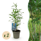 Green boutiQ - Bamboe - Fargesia Blue Dragon - Groen - 2 Planten - Bladhoudend - Niet Woekerend- Pot 14cm Hoogte 35cm