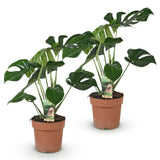 Green BoutiQ - Green is... Kamerplanten - Monstera Deliciosa - Gatenplant - Weinig onderhoud - Groen - 2 Planten - Pot 17cm - Hoogte 50-55cm