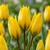 Tulpenbollen Sylvestris — gele bostulp, 160 stuks (maat 5/6)