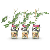 Green boutiQ - Fruitplanten - Groenblijvende Braam - Rubus Thornless Evergreen - Winterhard - 3 Planten - Pot 9 cm - Zwarte Braam