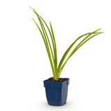 Green boutiQ - Vasteplant - Hemerocallis Pink Damask - Daglelie - Bijen en Vlinderlokkers - Roze - 1 Plant - Pot 11cm - Hoogte 15-25cm