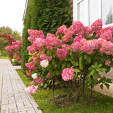 Green boutiQ - Pluim Hortensia - Hydrangea panniculata Vanille Fraise - Bloem Wit Roze- 1 Plant - Bladverliezend - Grote Bloemen - Pot 17cm Hoogte 50cm