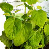 Hydrangea arborescens Annabelle Potcover - Ø19cm↕30 - 40cm