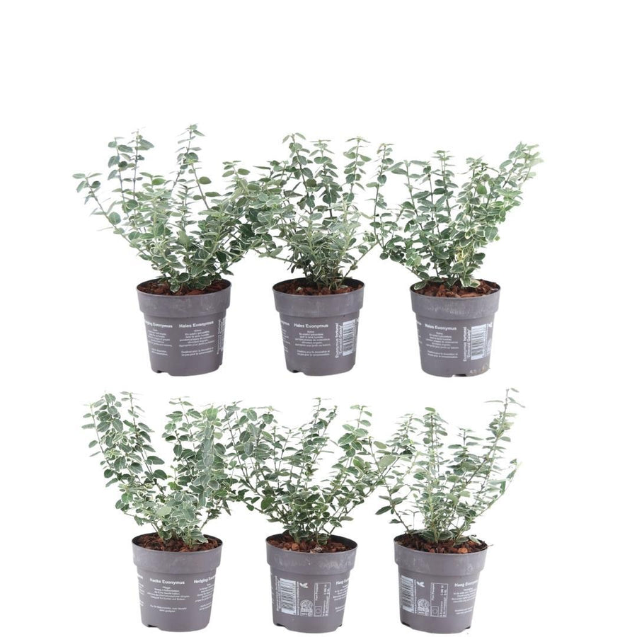 Euonymus fortunei 'Emerald Gaiety' — Kardinaalsmutshaag, 6 planten (1 strekkende meter)