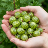 Green boutiQ - Fruitplanten - Kruisbes - Ribes uva-crispa Hinnonmaki Grun - Winterhard - 6 Planten - Pot 9 cm - Groene Bes