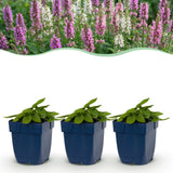 Green boutiQ - Vasteplant - Stachys Duo - Betonie - Bijen- en vlinderlokkers - Roze - Paars - Wit - 12 Planten - Pot 11cm - Hoogte 15-25cm