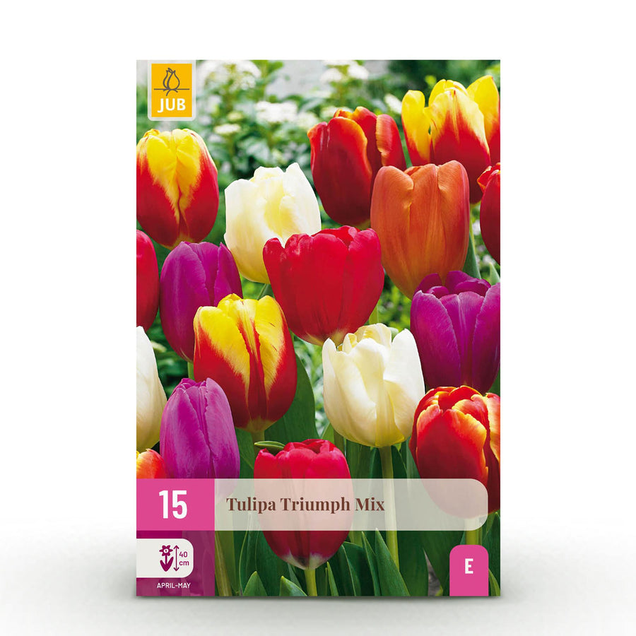 Tulpenbollen Triumph mix — gemengde kleuren, 15 stuks (bolmaat 11/12)
