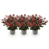 Green boutiQ - Terrasplant - Skimmia japonica Rubella - Boem Rood - 15+ Bloemen - 3 Planten - Winterhard - Pot 15cm Hoogte 30cm