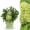 Green boutiQ - Tuinplant - Hydrangea panniculata Groundbreaker Greeny - Pluimhortensia - Winterhard - Creme - 1 Plant - Pot 14cm -Hoogte 20-25cm