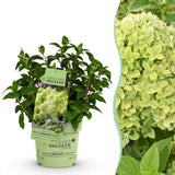 Green boutiQ - Tuinplant - Hydrangea panniculata Groundbreaker Greeny - Pluimhortensia - Winterhard - Creme - 1 Plant - Pot 14cm -Hoogte 20-25cm