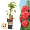 Green boutiQ - Fruitplant - Rubus idaeus Malling Promise - Frambozenplant - Winterhard - Rode Framboos - 2 Planten - Pot 15cm - Hoogte 50cm
