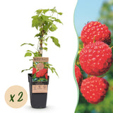Green boutiQ - Fruitplant - Rubus idaeus Malling Promise - Frambozenplant - Winterhard - Rode Framboos - 2 Planten - Pot 15cm - Hoogte 50cm