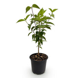 Green boutiQ - Tuinplant - Cornus kousa chinensis - Bloem Wit - 1 Plant - Bladverliezend - Weinig Onderhoud - Pot 12cm Hoogte 35cm