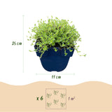 Green boutiQ - Vasteplant - Thymus praecox Albiflorus - Witte kruiptijm - Geurend - Wit - 1 Plant - Pot 11cm - Hoogte 15-25cm
