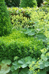 48x Buxus Sempervirens - ↕10-25cm - Ø9cm