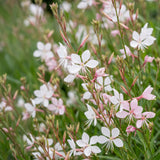 Green boutiQ - Vasteplant - Gaura lindh. Whirling Butterflies - Prachtkaars - Bijen- en vlinderlokkers - Wit - 24 Planten - Pot 11cm - Hoogte 15-25cm