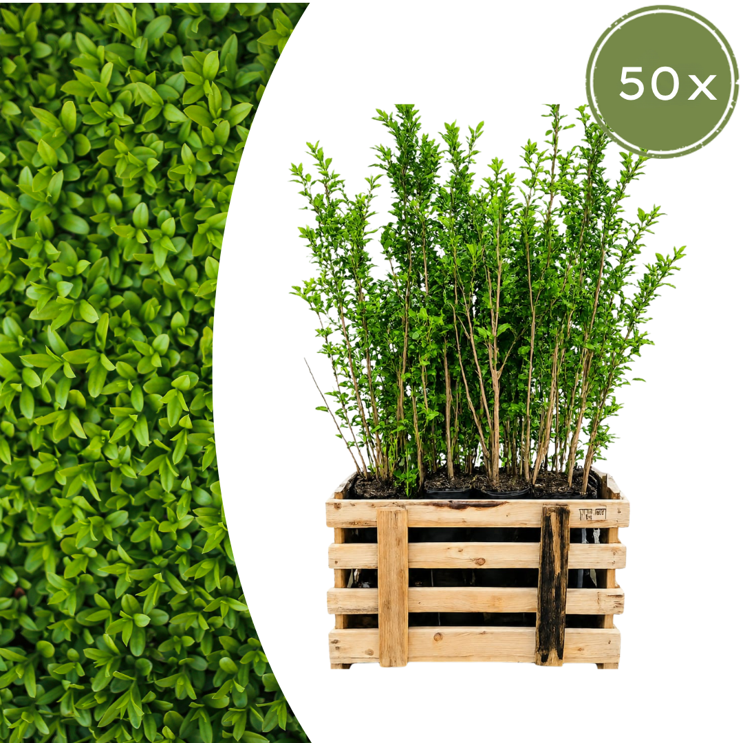Palletdeal Haagplanten:50 Ligustrum Ovalifolium ↕ 60-80 - Ø 19cm | Mini Pallet