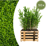 Palletdeal Haagplanten:50 Ligustrum Ovalifolium ↕ 60-80 - Ø 19cm | Mini Pallet